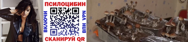ссылка на мегу tor магазин продажи Курлово Псилоцибиновые грибы MAGIC MUSHROOMS